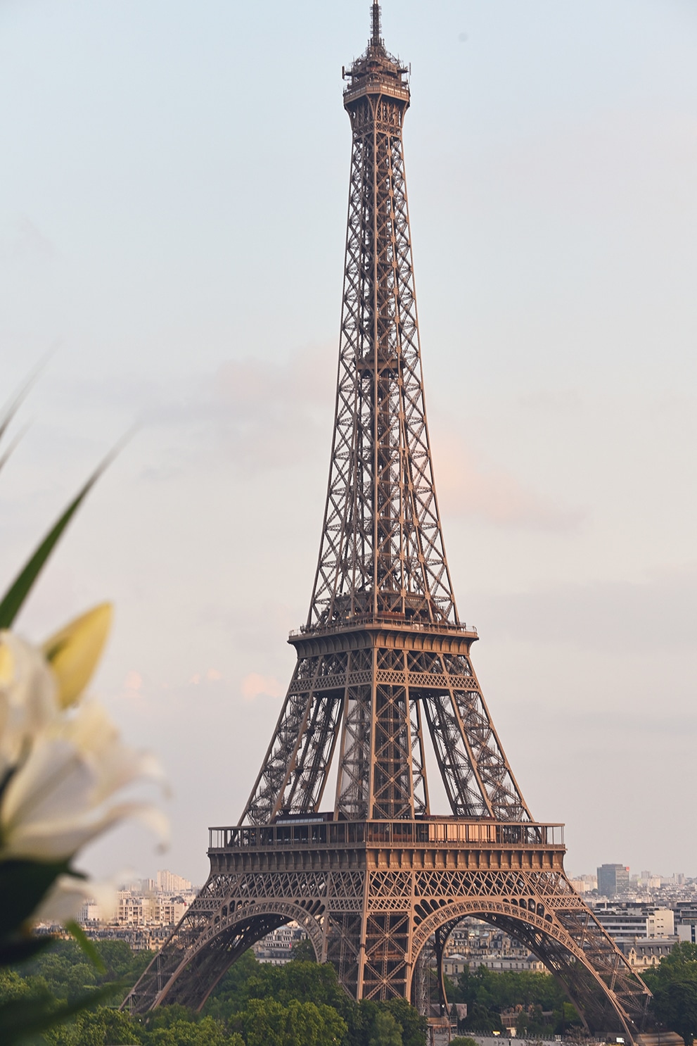 Eiffel Tower through lilies, dusk