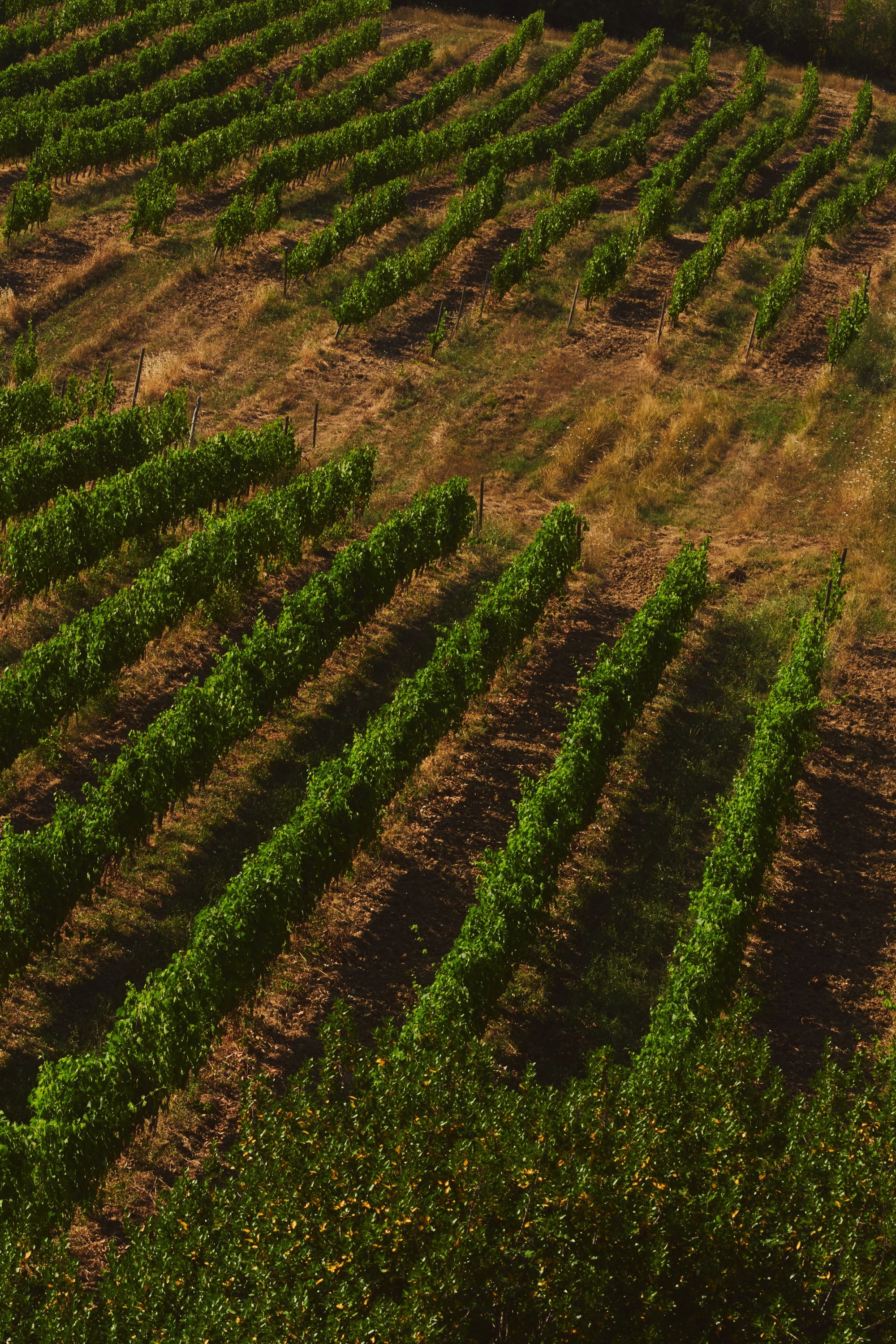 Tuscan vineyard rows from above, diagonal lines of green vines, golden earth