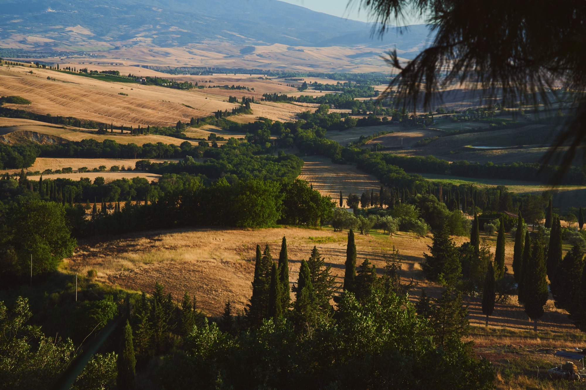 Tuscan cypress landscape, rolling hills, golden hour light